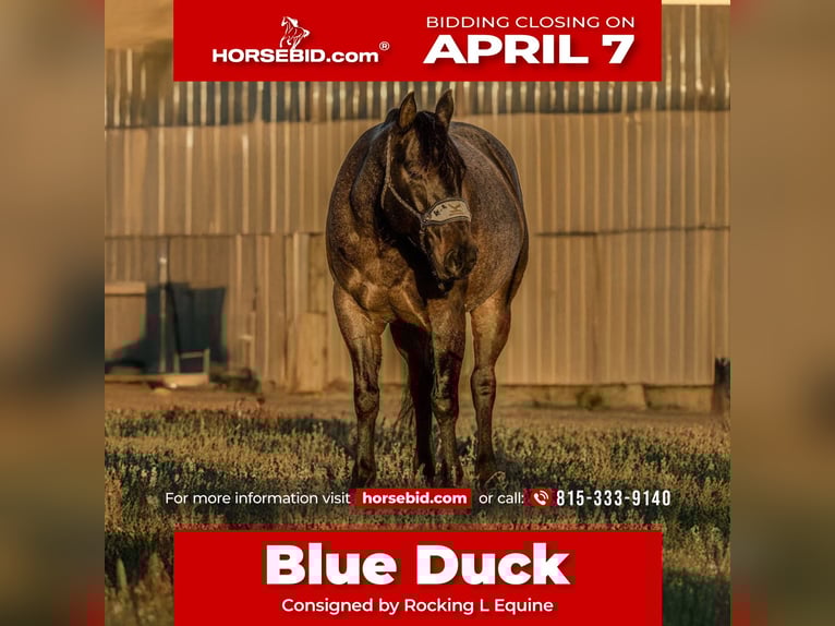 American Quarter Horse Gelding 6 years 14,3 hh Roan-Blue in Joy, IL