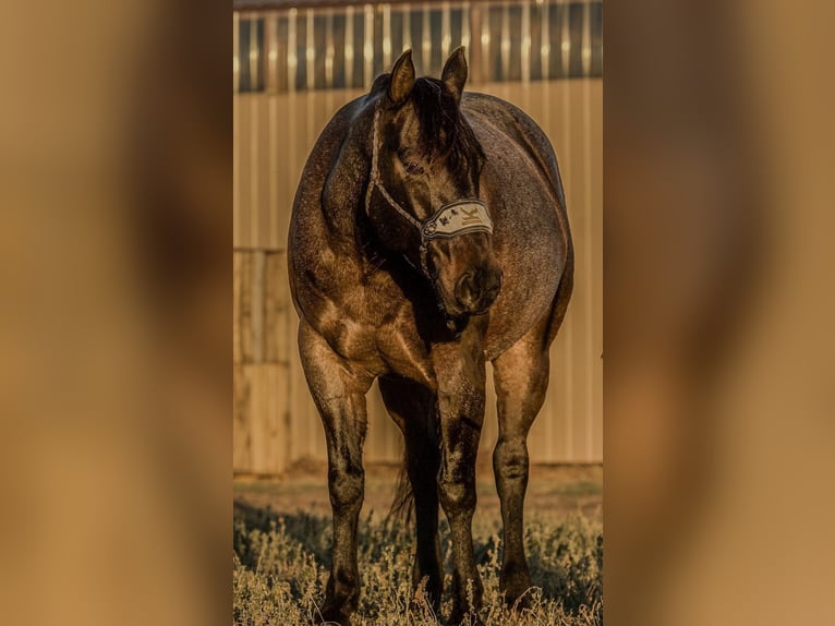 American Quarter Horse Gelding 6 years 14,3 hh Roan-Blue in Joy, IL