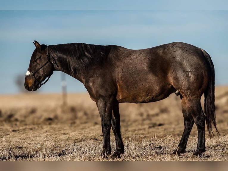 American Quarter Horse Gelding 6 years 14,3 hh Roan-Blue in Joy, IL