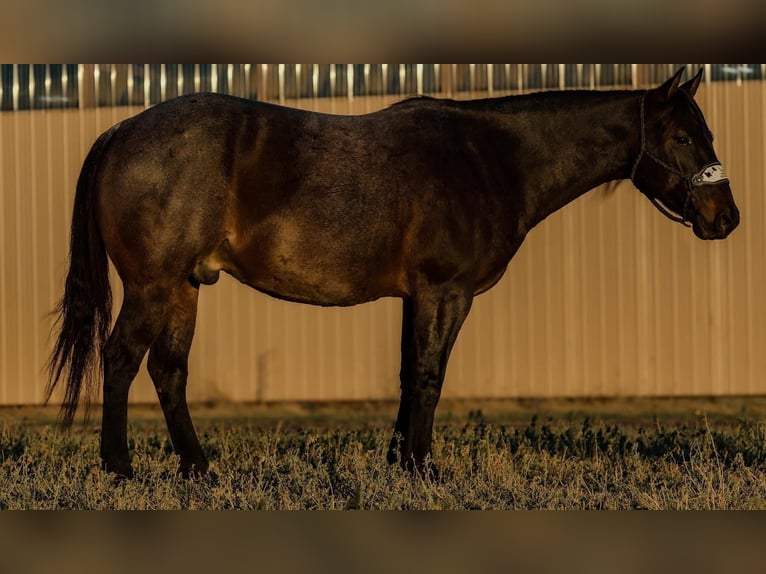 American Quarter Horse Gelding 6 years 14,3 hh Roan-Blue in Joy, IL