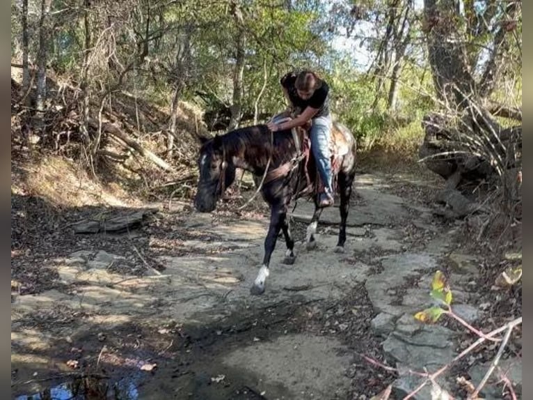 American Quarter Horse Gelding 6 years 14,3 hh Roan-Blue in Weatherford TX