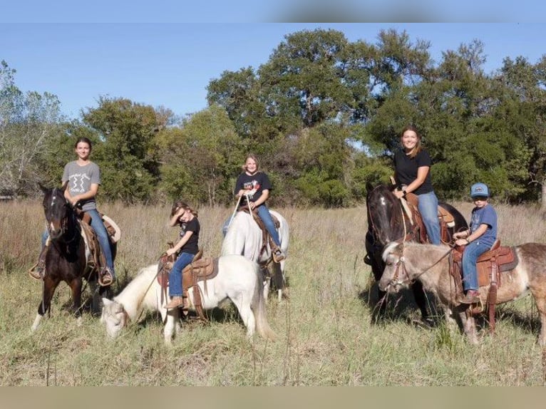 American Quarter Horse Gelding 6 years 14,3 hh Roan-Blue in Weatherford TX