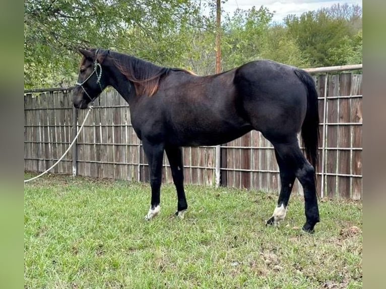 American Quarter Horse Gelding 6 years 14,3 hh Roan-Blue in Weatherford TX