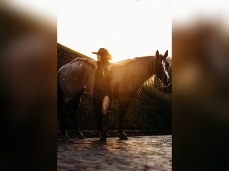 American Quarter Horse Gelding 6 years 14,3 hh Roan-Red in Lewistown, IL