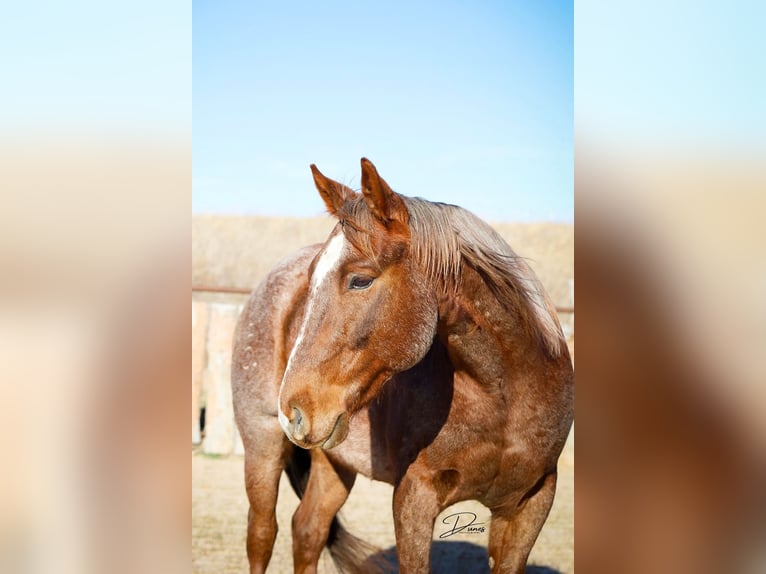 American Quarter Horse Gelding 6 years 14,3 hh Roan-Red in Bartlett, NE