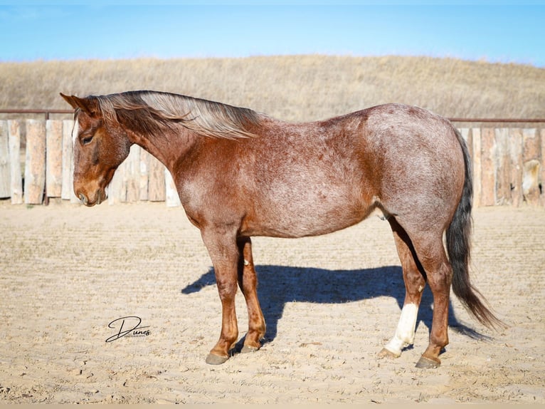 American Quarter Horse Gelding 6 years 14,3 hh Roan-Red in Bartlett, NE