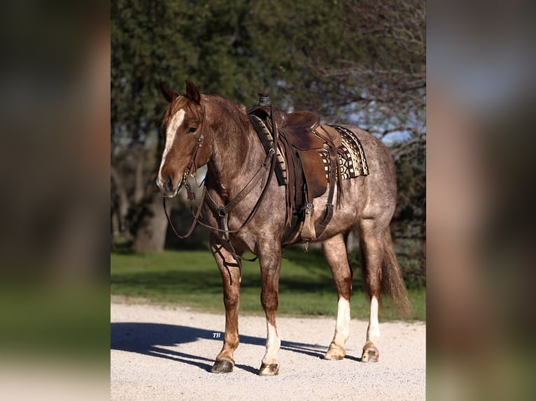 American Quarter Horse Gelding 6 years 14,3 hh Roan-Red in Lipan, TX