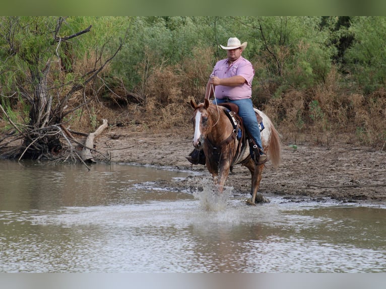 American Quarter Horse Gelding 6 years 14,3 hh Roan-Red in Breckenridge, TX