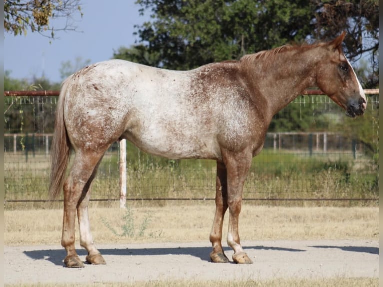 American Quarter Horse Gelding 6 years 14,3 hh Roan-Red in Breckenridge, TX