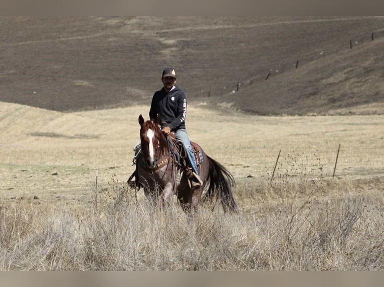 American Quarter Horse Gelding 6 years 14,3 hh Roan-Red in Paicines CA