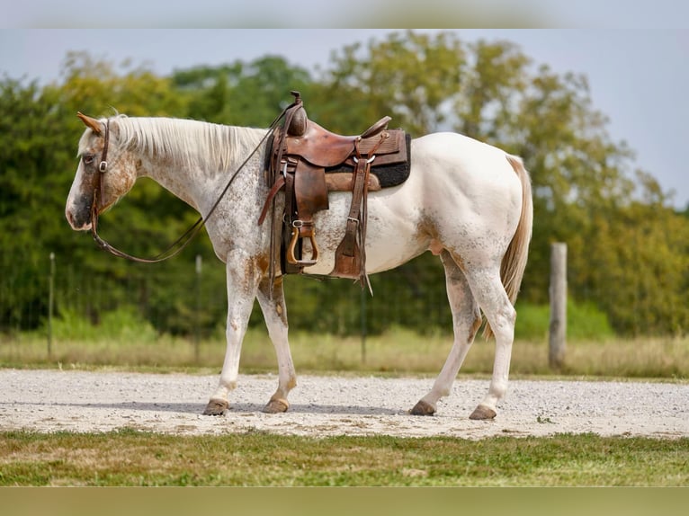 American Quarter Horse Gelding 6 years 14,3 hh Roan-Red in Sweet Springs MO