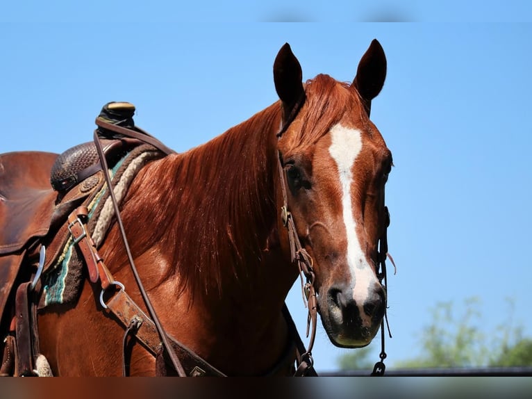 American Quarter Horse Gelding 6 years 14,3 hh Sorrel in Jacksboro, TX