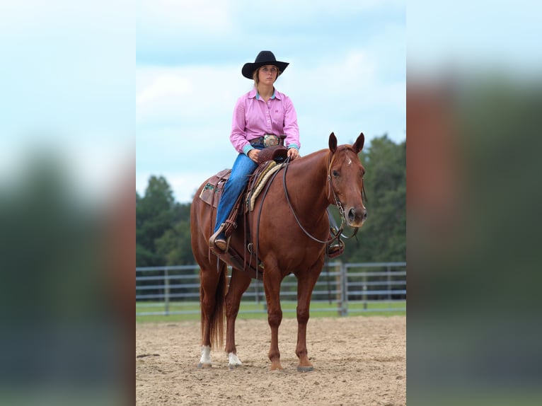 American Quarter Horse Gelding 6 years 14,3 hh Sorrel in Wilmer, AL