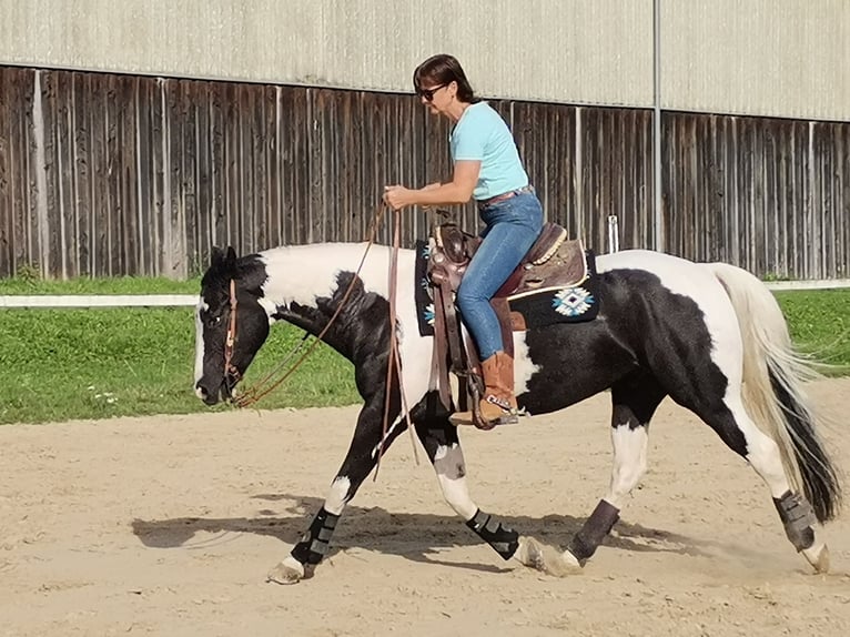 American Quarter Horse Mix Gelding 6 years 14,3 hh Tobiano-all-colors in Homberg (Efze)