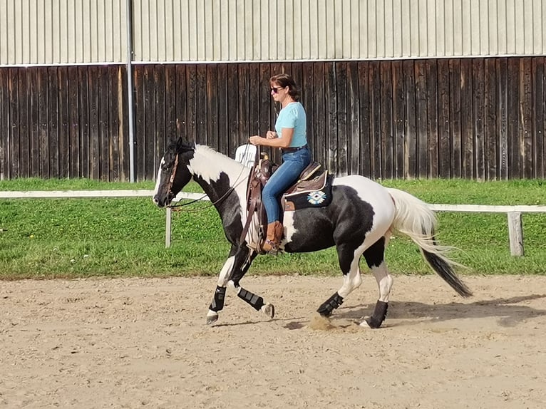 American Quarter Horse Mix Gelding 6 years 14,3 hh Tobiano-all-colors in Homberg (Efze)