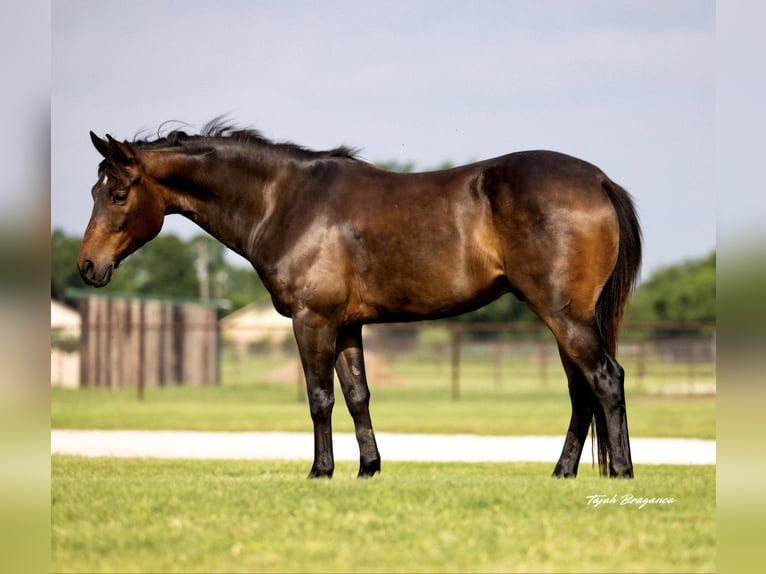 American Quarter Horse Gelding 6 years 14 hh Bay in Ponder, TX