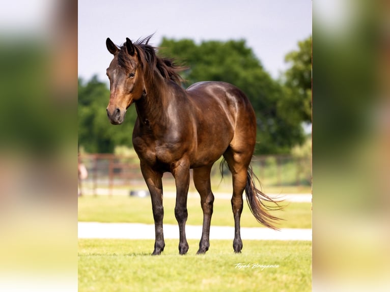 American Quarter Horse Gelding 6 years 14 hh Bay in Ponder, TX