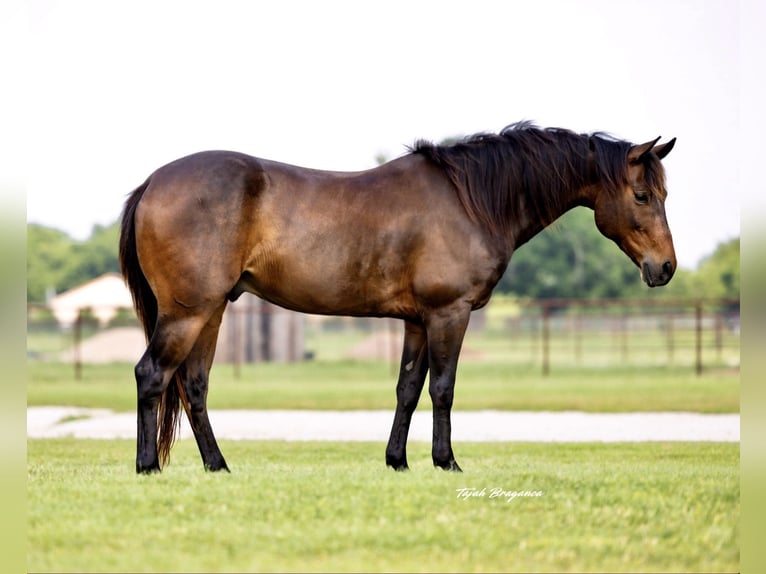 American Quarter Horse Gelding 6 years 14 hh Bay in Ponder, TX