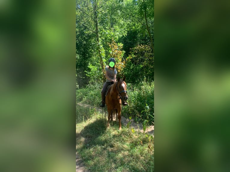 American Quarter Horse Gelding 6 years 14 hh Chestnut-Red in Erftstadt