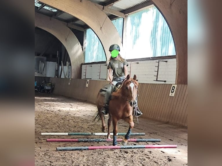 American Quarter Horse Gelding 6 years 14 hh Chestnut-Red in Erftstadt