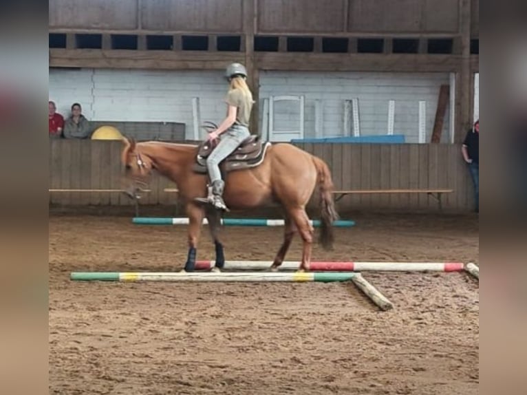 American Quarter Horse Gelding 6 years 14 hh Chestnut-Red in Erftstadt