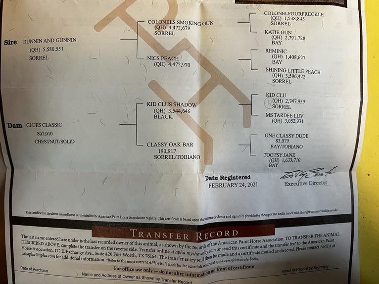 American Quarter Horse Gelding 6 years 14 hh Chestnut in Atwater CA