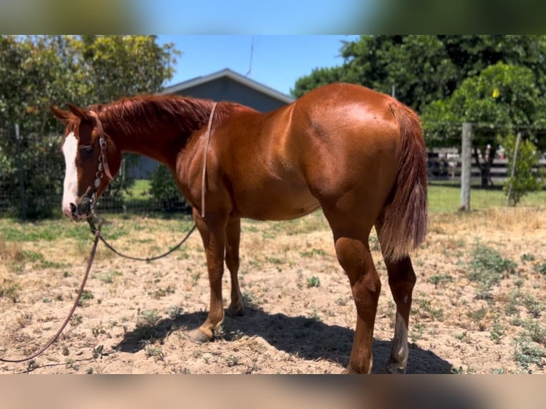 American Quarter Horse Gelding 6 years 14 hh Chestnut in Atwater CA