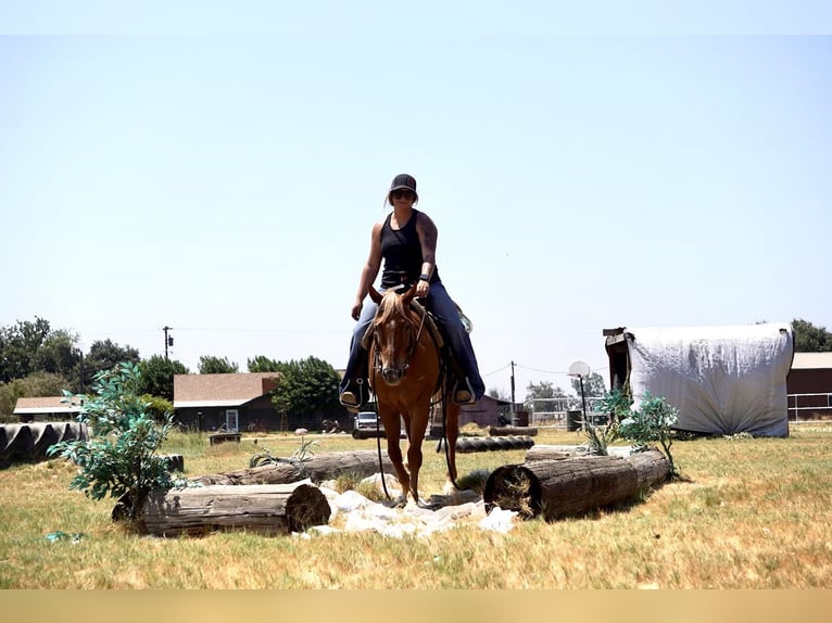 American Quarter Horse Gelding 6 years 14 hh Chestnut in Valley Srings CA