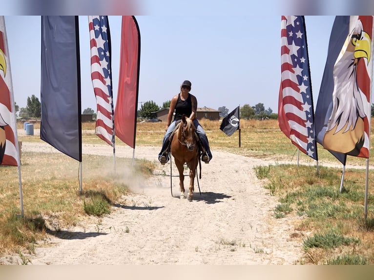 American Quarter Horse Gelding 6 years 14 hh Chestnut in Valley Srings CA