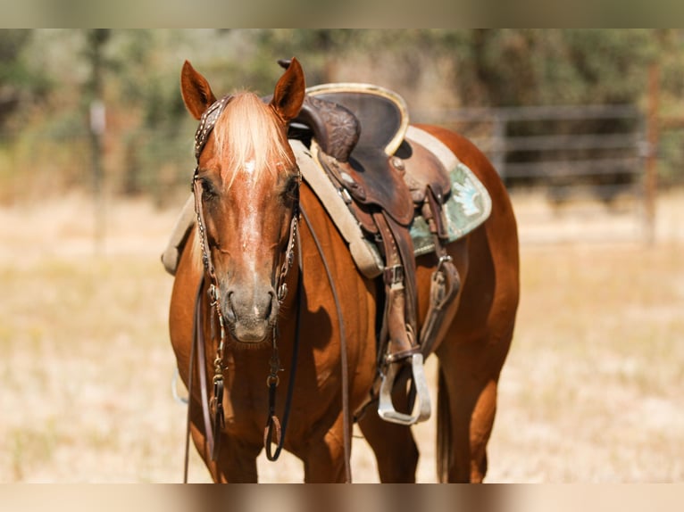 American Quarter Horse Gelding 6 years 14 hh Chestnut in Valley Srings CA