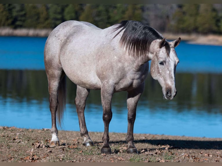 American Quarter Horse Gelding 6 years 14 hh Grey-Dapple in Mountain Grove MO