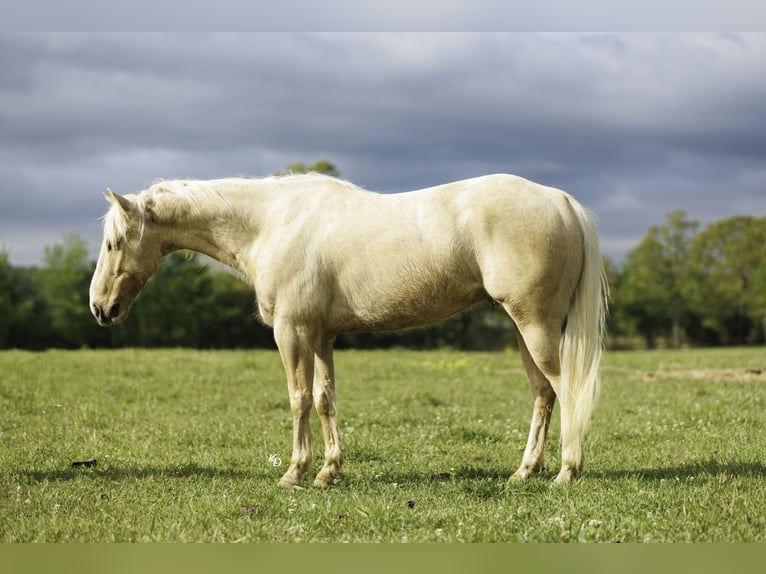 American Quarter Horse Gelding 6 years 14 hh Palomino in Herrick