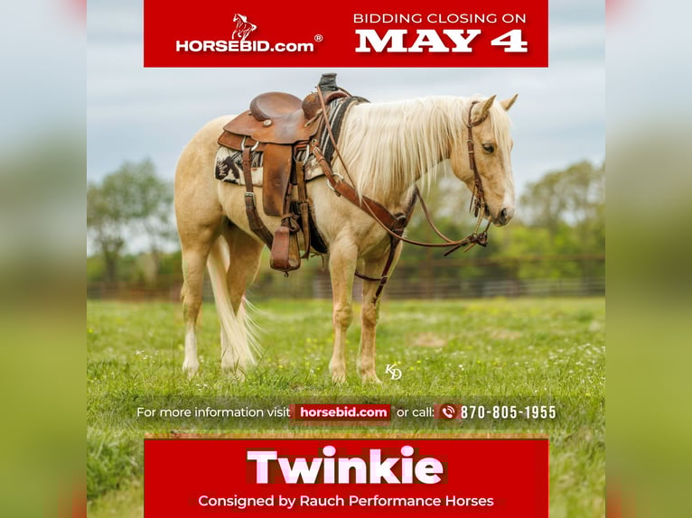 American Quarter Horse Gelding 6 years 14 hh Palomino in Herrick