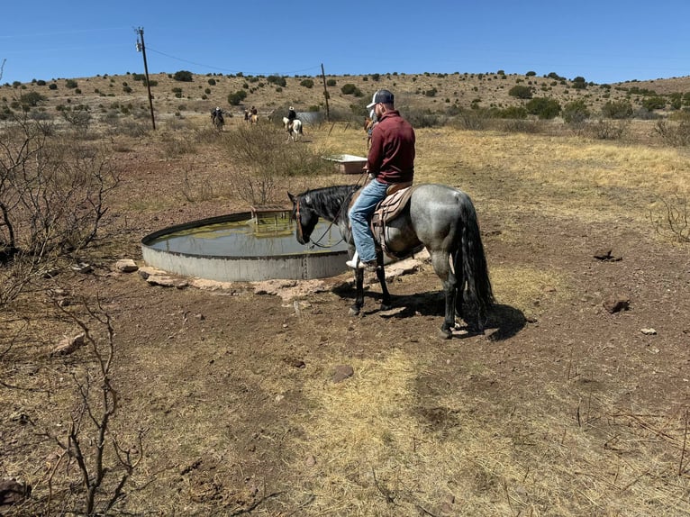 American Quarter Horse Gelding 6 years 14 hh Roan-Blue in EL Paso TX