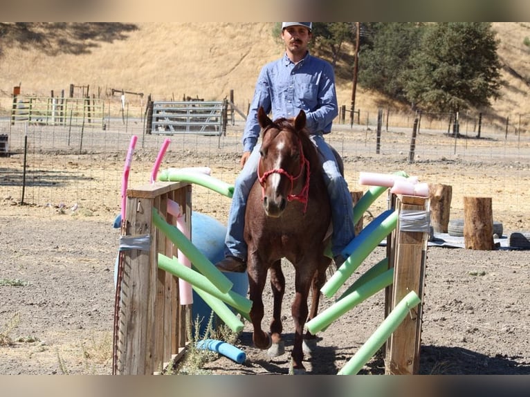 American Quarter Horse Gelding 6 years 14 hh Roan-Red in Paicines, CA