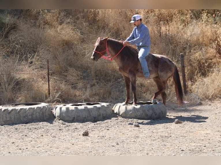 American Quarter Horse Gelding 6 years 14 hh Roan-Red in Paicines, CA