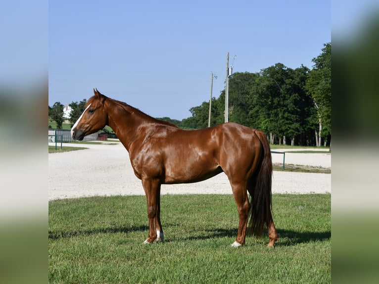 American Quarter Horse Gelding 6 years 14 hh Sorrel in Stephenville