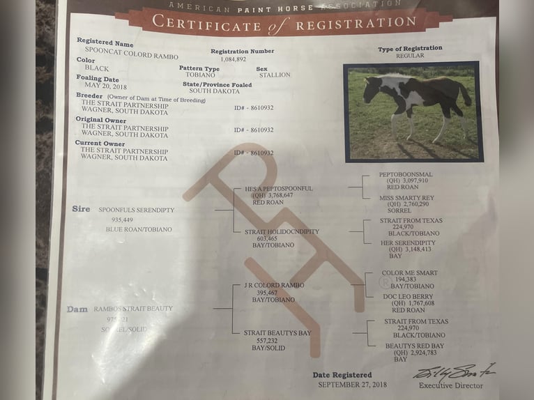 American Quarter Horse Gelding 6 years 14 hh Tobiano-all-colors in Dyersville IA