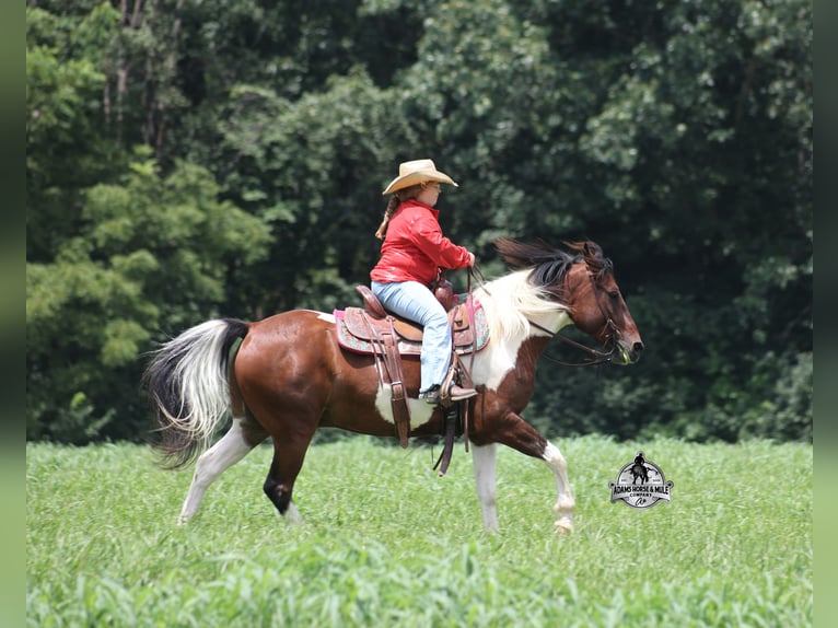 American Quarter Horse Gelding 6 years 14 hh Tobiano-all-colors in Mount Vernon