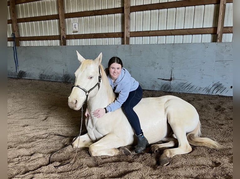 American Quarter Horse Gelding 6 years 14 hh White in Wellington