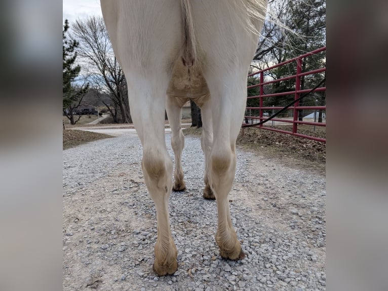 American Quarter Horse Gelding 6 years 14 hh White in Wellington