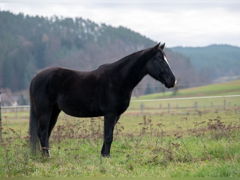 American Quarter Horse Gelding 6 years 14,1 hh Black in Langenorla