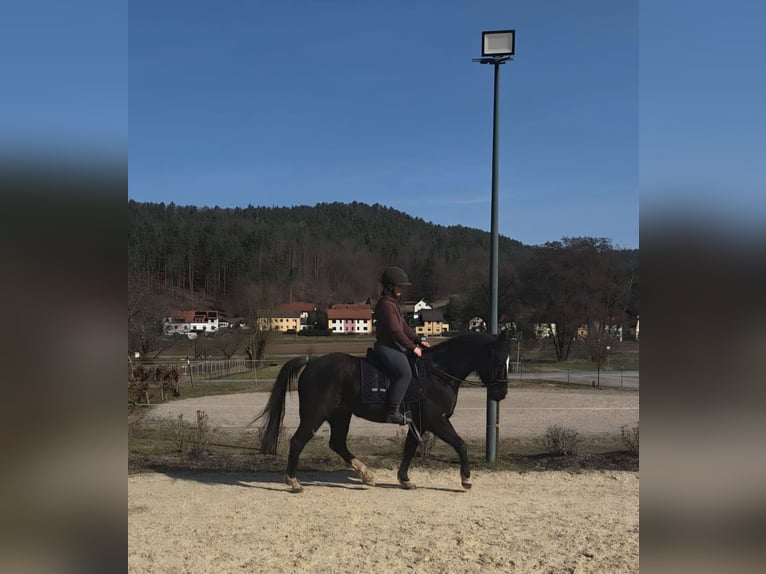 American Quarter Horse Gelding 6 years 14,1 hh Black in Langenorla