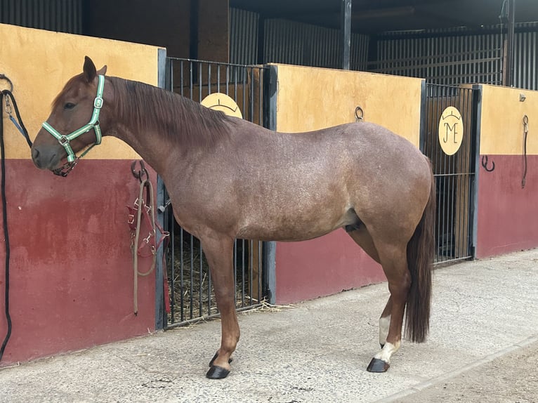American Quarter Horse Gelding 6 years 14,1 hh Chestnut-Red in Almonte