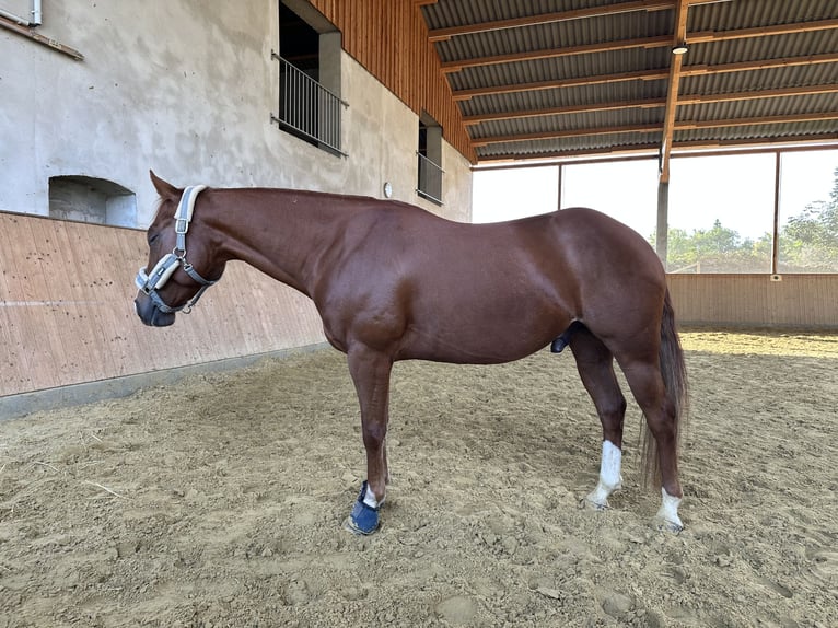 American Quarter Horse Gelding 6 years 14,1 hh Chestnut-Red in Bad Sassendorf