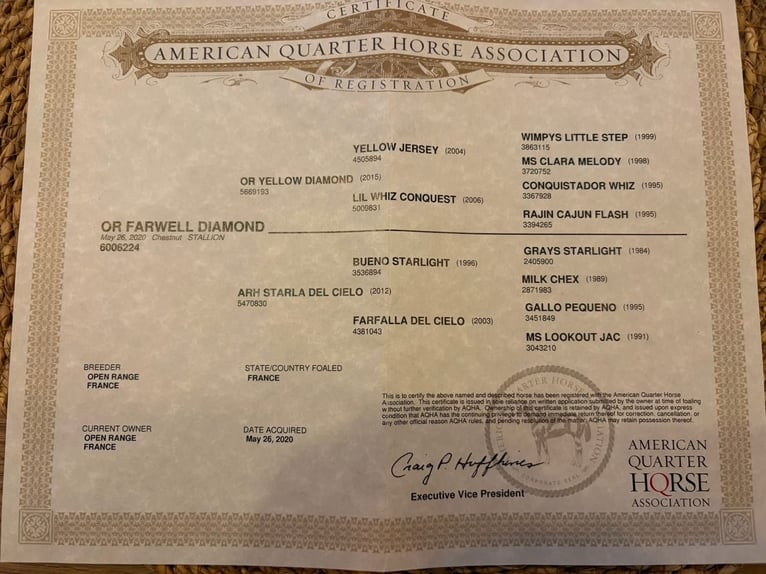 American Quarter Horse Gelding 6 years 14,1 hh Palomino in Limoges