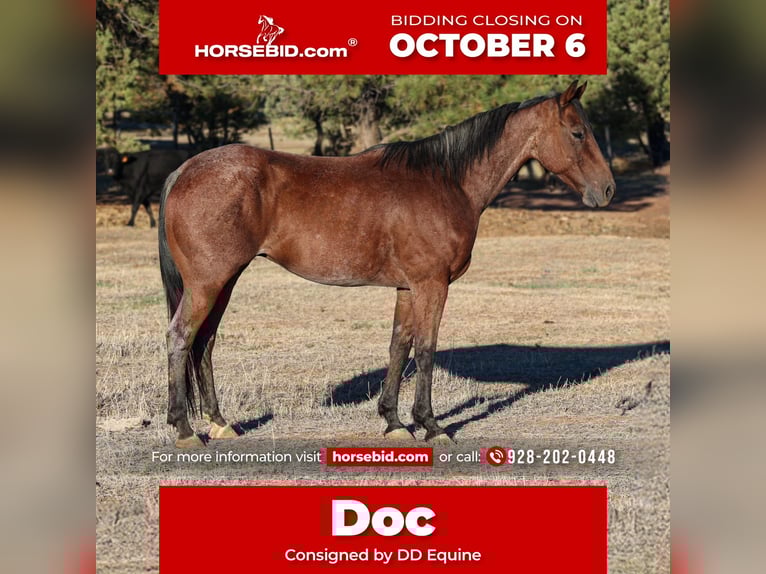 American Quarter Horse Gelding 6 years 14,1 hh Roan-Bay in Camp Verde