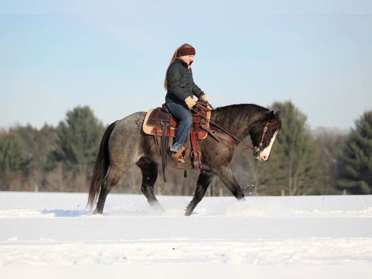 American Quarter Horse Gelding 6 years 14,1 hh Roan-Blue in Clarion