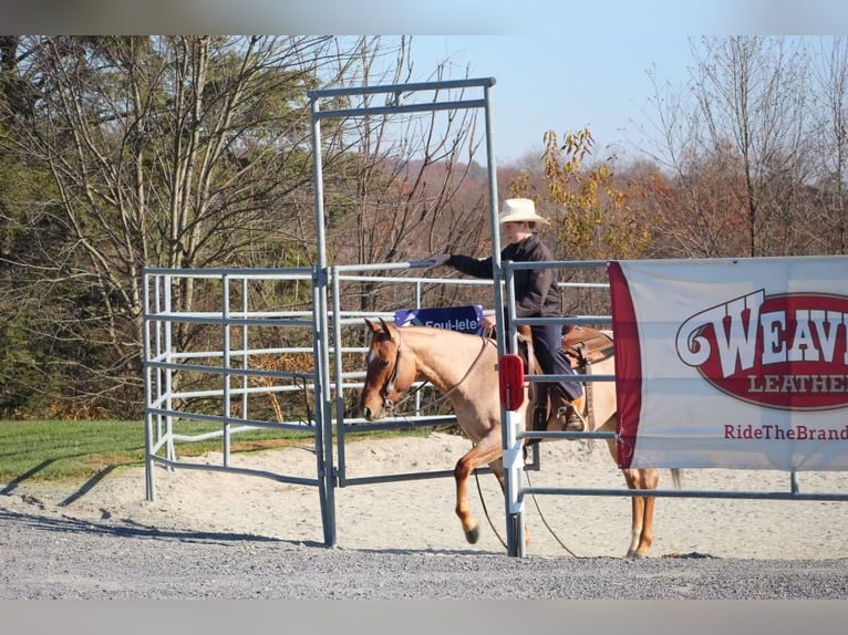 American Quarter Horse Gelding 6 years 14,1 hh Roan-Red in Millerstown PA