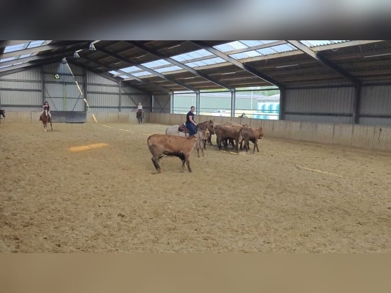 American Quarter Horse Gelding 6 years 14,1 hh Roan-Red in Schinveld